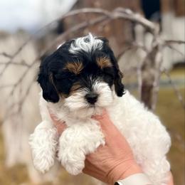 Koda - Tri-color male Cavapoo puppy in Mona, Utah from Hearts Full of Puppies