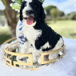 Aussiedoodle and Goldendoodle Puppies from Cuddly Doodles