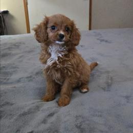 Winnie - Red female Cavapoo puppy in Copan, Oklahoma from Tatums cavapoos