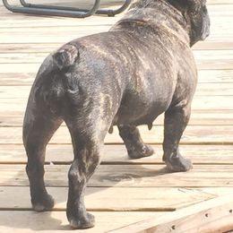 French Bulldog All Grown Up from Kennel Concharty