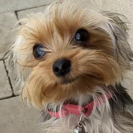 Yorkshire Terrier Puppies from Heaven_sent_toy_yorkies