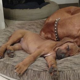 Rhodesian Ridgeback Puppies from Fawn Millette