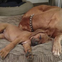 Rhodesian Ridgeback Puppies from Fawn Millette