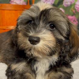 Edith - Fawn sable female Havanese puppy in Clermont, Florida from Country Sweet Havanese and Creative Coaching