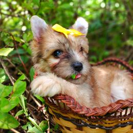 Exotic Merle Beetle - Merle male Morkie puppy in Barren Springs, Virginia from Seeking Shalom Acres Maltese, Maltipoos & Havamalts