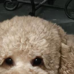 Ben - Goldendoodle