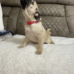 Pug Puppies from PugsncuddlesTN