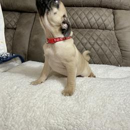 Pug Puppies from PugsncuddlesTN