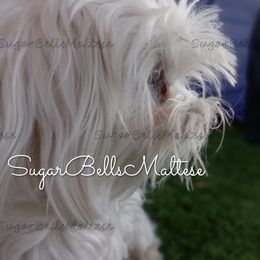 Daisy - Maltese