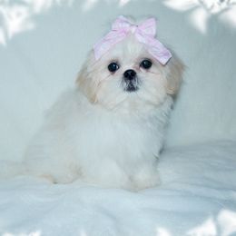 GRACIE - Shih Tzu