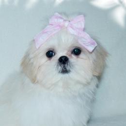 GRACIE - Shih Tzu