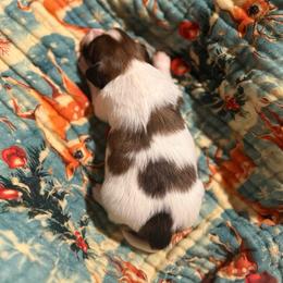 George Bailey - Male - White and sable male Papillon puppy in Blue Ridge, Georgia from Butterfly Ridge