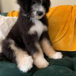 Aussiedoodle, Goldendoodle, Poodle, and Saint Berdoodle Puppies from Rocky Ridge Ranch