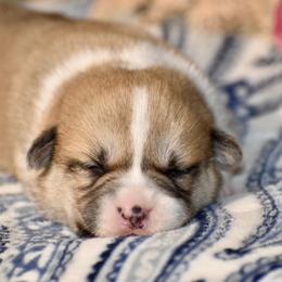 Venus - Red female Pembroke Welsh Corgi puppy in East Canton, Ohio from Victorian Farms