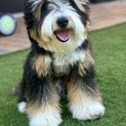 Mcqueen - Bernedoodle
