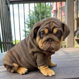 Birdie - Chocolate tri-color female Bulldog puppy in Fort Oglethorpe, Georgia from Jhuntfrenchies