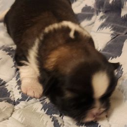 Girl 1 - Tricolor female Shih Tzu puppy in Alturas, California from Duarte's Shihtzu Puppies
