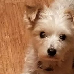 Yorkshire Terriers from 1st St Yorkies