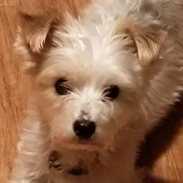 Yorkshire Terriers from 1st St Yorkies