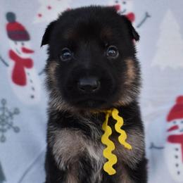 Yellow Girl - Black and tan female German Shepherd puppy in Grants Pass, Oregon from Granville German Shepherds