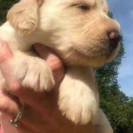 Labradoodle and Labrador Retriever Puppies from Cypress Kennels