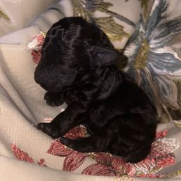 Holly - Black female Poodle puppy in El Sobrante, California from Mckendra's Legacy