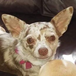 Milli - Chihuahua