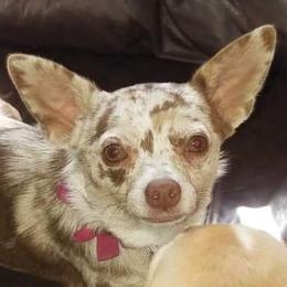 Milli - Chihuahua