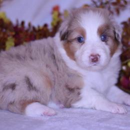 Marigold - Red merle female Australian Shepherd puppy in Easton, Missouri from MMA Kennel