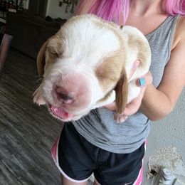 White - Brown and white female Basset Hound puppy in Clyde, Texas from Hazard Hound Kennels