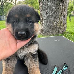 Miss Light Blue - Black and tan female German Shepherd puppy in Lawton, Michigan from Free Indeed Shepherds