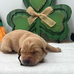 Black - Yellow male Labrador Retriever puppy in Heath Springs, South Carolina from Rich Hill Retrievers