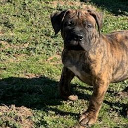 Boerboel Puppies from Erickson Ranch Boerboels