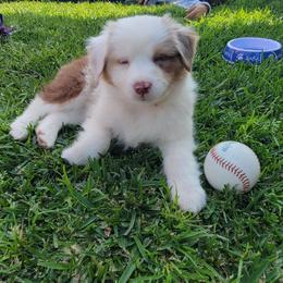 Miniature American Shepherd and Miniature Australian Shepherd Puppies from Red Moon Mini Aussies