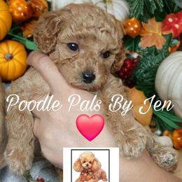 Dr. Tom Greeny - Apricot male Poodle puppy in Hartsdale, New York from Poodle Pals By Jen