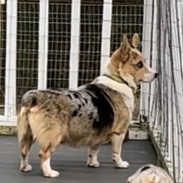 Kasi - Blue female Pembroke Welsh Corgi puppy in Moundville, Alabama from Cartee Corgis - Debi Cartee Mills