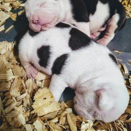 American Bully Puppies from Bolt Action Kennel