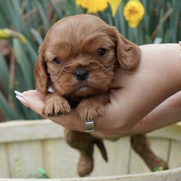 Leah - Ruby female Cavalier King Charles Spaniel puppy in Lula, Georgia from Cavaliers by Crumley