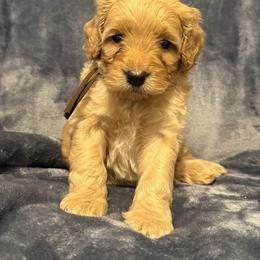 Boy 3 brown collar - Apricot male Cavapoo puppy in Wesson, Mississippi from Southern Country Doodles