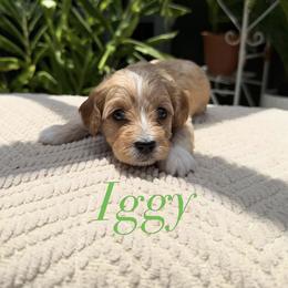 Cavapoo Puppies from Loyal Paws 4 Life
