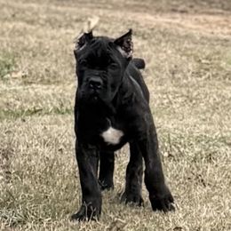 Pink - Black brindle female Cane Corso puppy in Paris, Texas from Knucklehead Cane Corso