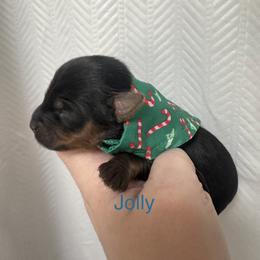 Jolly - Black and tan male Yorkshire Terrier puppy in Valdosta, Georgia from Sweet Georgia Yorkies