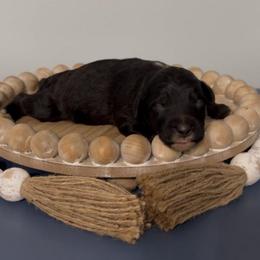 Orchid - Black and white female Aussiedoodle puppy in Cartersville, Georgia from Simply Blessed Doodles