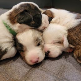 Cardigan Welsh Corgi Puppies from Star N Cardigan Corgis