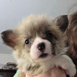 Bell - Red female Pembroke Welsh Corgi puppy in Great Falls, Montana from Treasure State Kennels