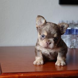 Gucci - Tricolors male French Bulldog puppy in Conroe, Texas from Goglobalfrenchies_