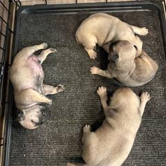Largest Male - Fawn male Pug puppy in Barry, Illinois from Tina’s Pugs