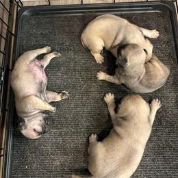 Largest Male - Fawn male Pug puppy in Barry, Illinois from Tina’s Pugs