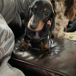 Dachshund Puppies from Little Legs Miniature Dachshunds
