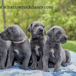 Great Danes from Barlow Rock Danes